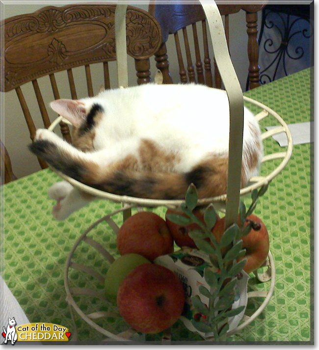 Cheddar the Calico, the Cat of the Day