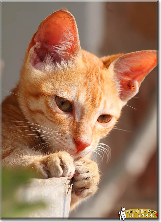 Dr. Spoon the Orange Tabby, the Cat of the Day