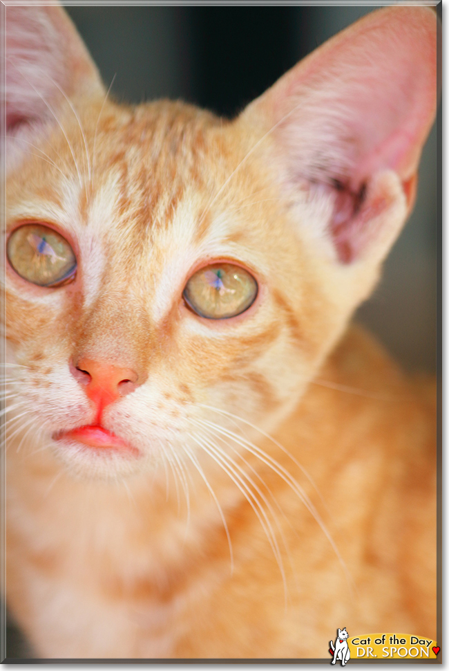 Dr. Spoon the Orange Tabby, the Cat of the Day