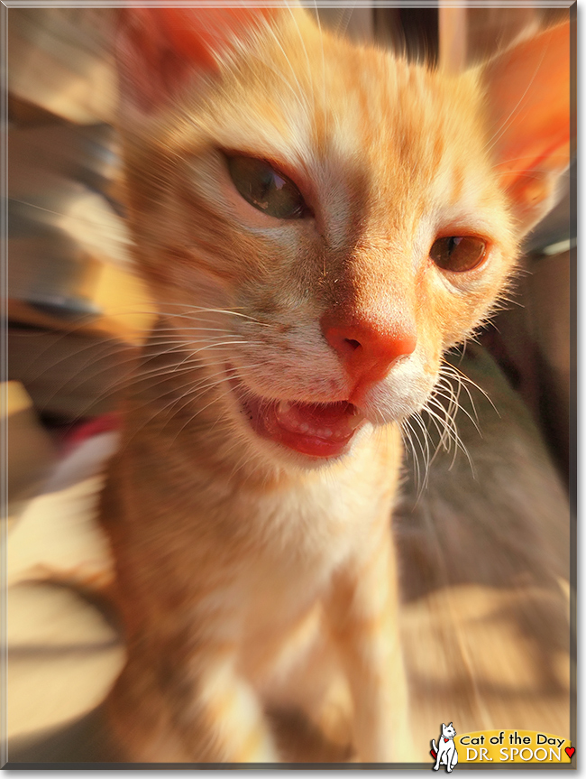 Dr. Spoon the Orange Tabby, the Cat of the Day