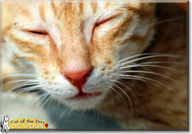 Dr. Spoon the Orange Tabby, the Cat of the Day