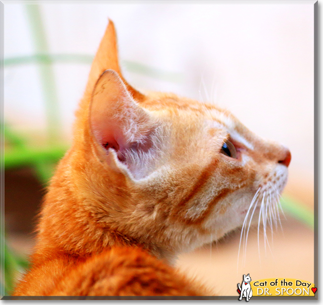 Dr. Spoon the Orange Tabby, the Cat of the Day