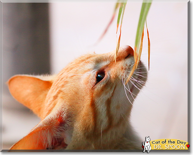 Dr. Spoon the Orange Tabby, the Cat of the Day