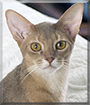 Stormy Pants the Abyssinian