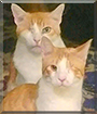 Sam, Cooper the Domestic Shorthairs