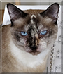 Delilah the Tortoiseshell-Siamese mix