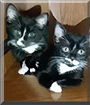 Boots, Shadow the Tuxedo Cats