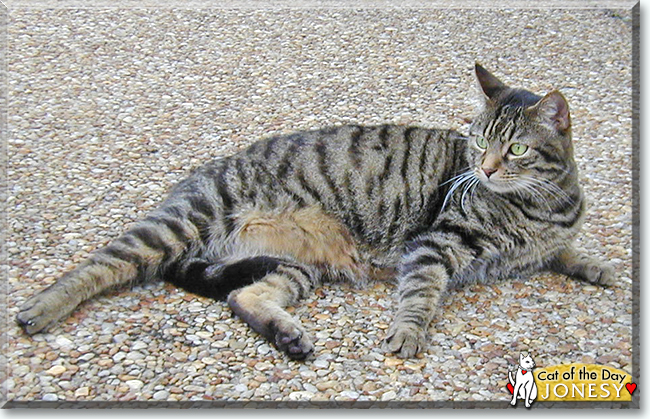 Jonesy the Tabby, the Cat of the Day