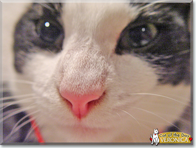 Veronica the American Shorthair Tuxedo, the Cat of the Day