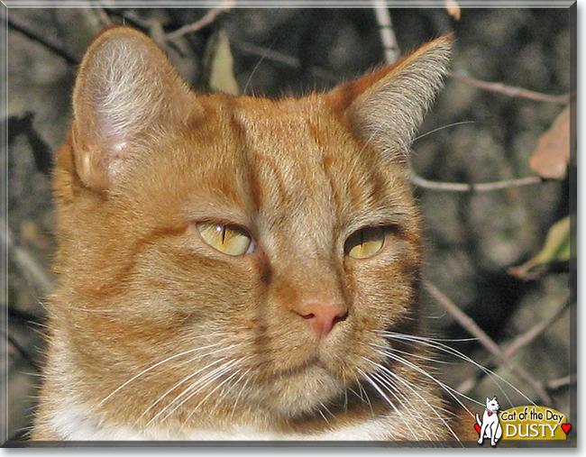 Dusty the Orange Tabby, the Cat of the Day