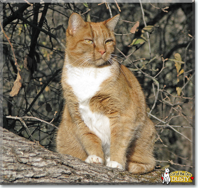 Dusty the Orange Tabby, the Cat of the Day