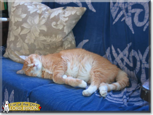 Lord Byron the Orange Tabby, the Cat of the Day