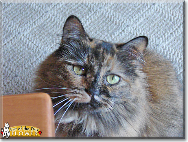 Flower the Tortoiseshell, the Cat of the Day