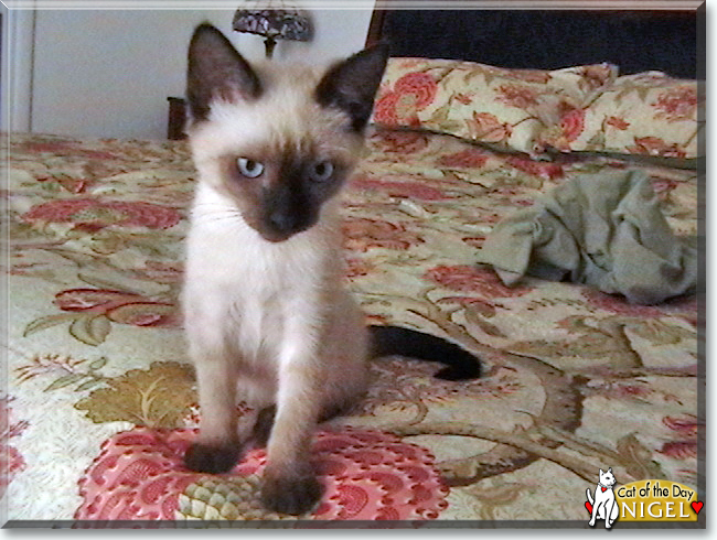 Nigel the Siamese, the Cat of the Day