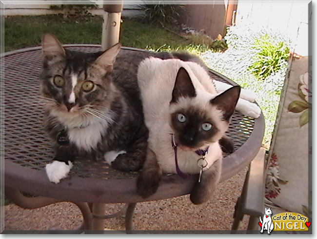 Nigel the Siamese, the Cat of the Day