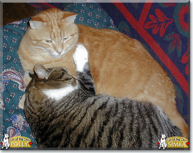 Simba, Polly the Tabby Cats, the Cats of the Day