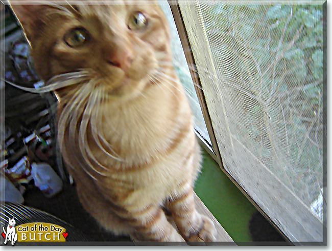 Butch the Siamese, Maine Coon mix, the Cat of the Day