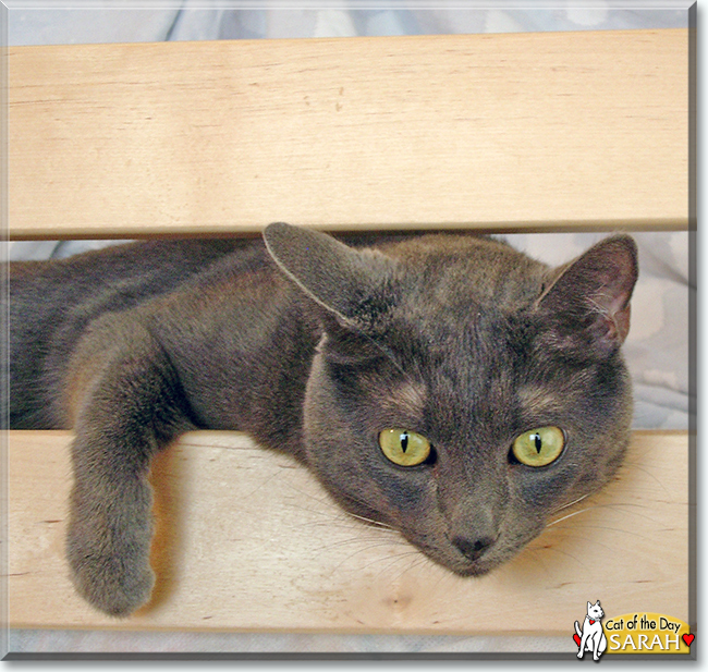 Sarah the Russian Blue mix, the Cat of the Day