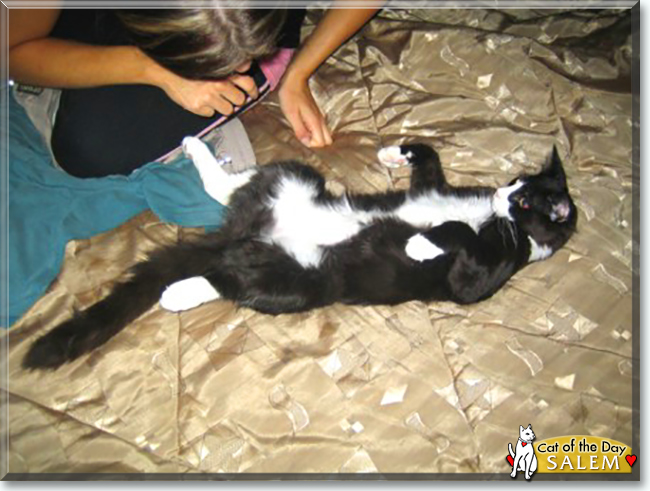 Salem the Semi-Longhair Tuxedo, the Cat of the Day