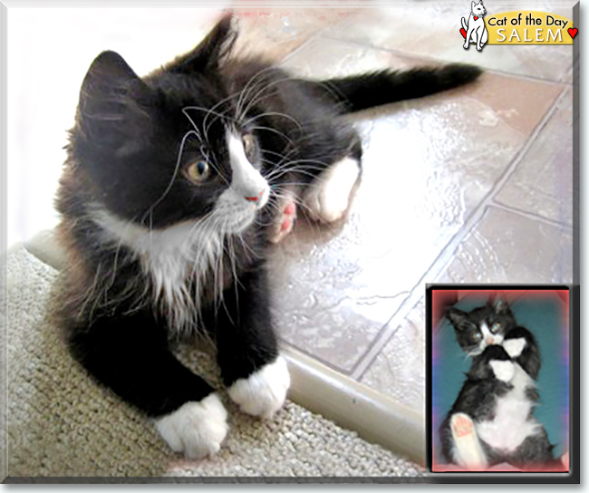 Salem the Semi-Longhair Tuxedo, the Cat of the Day