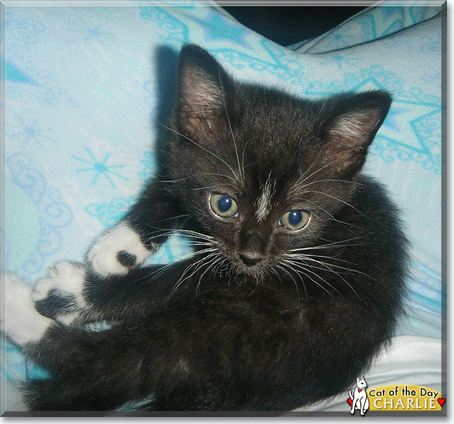 Charlie the Tuxedo Shorthair, the Cat of the Day