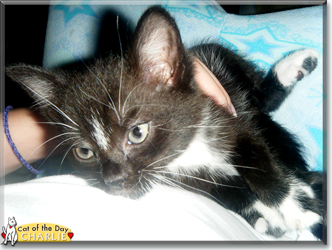 Charlie the Tuxedo Shorthair, the Cat of the Day