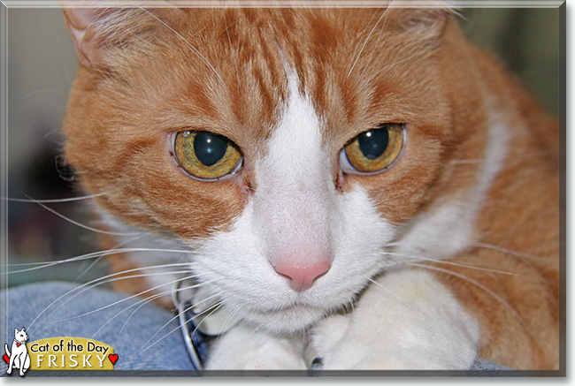 Frisky the Orange Tabby, the Cat of the Day