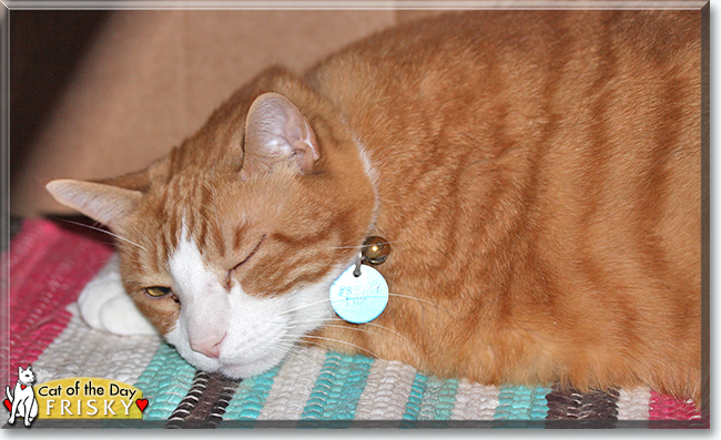 Frisky the Orange Tabby, the Cat of the Day