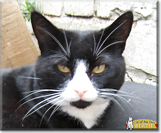 Bertie the Tuxedo Shorthair, the Cat of the Day