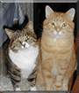 Simba, Polly the Tabby Cats