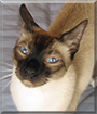 Alvin the Siamese mix