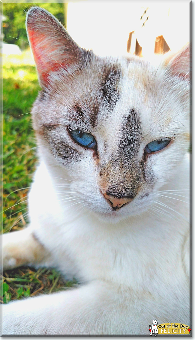 Felicity the Ragdoll mix, the Cat of the Day