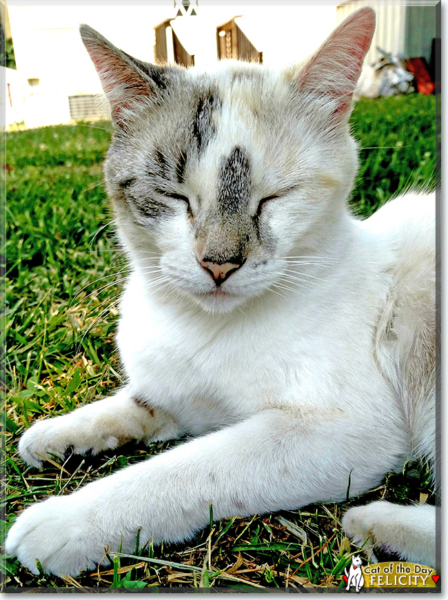 Felicity the Ragdoll mix, the Cat of the Day