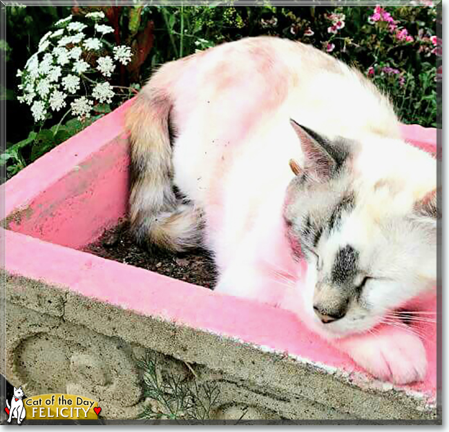 Felicity the Ragdoll mix, the Cat of the Day