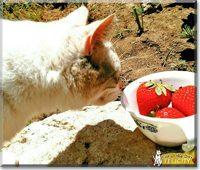 Felicity the Ragdoll mix, the Cat of the Day