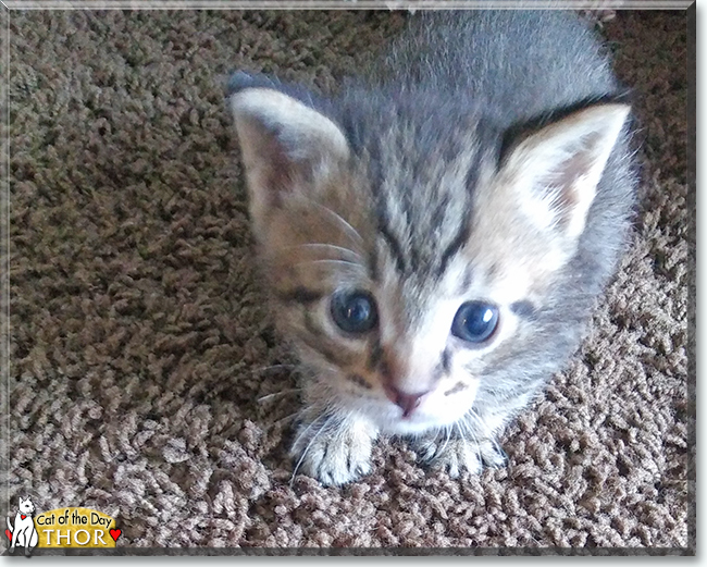 Thor the Tabby, the Cat of the Day