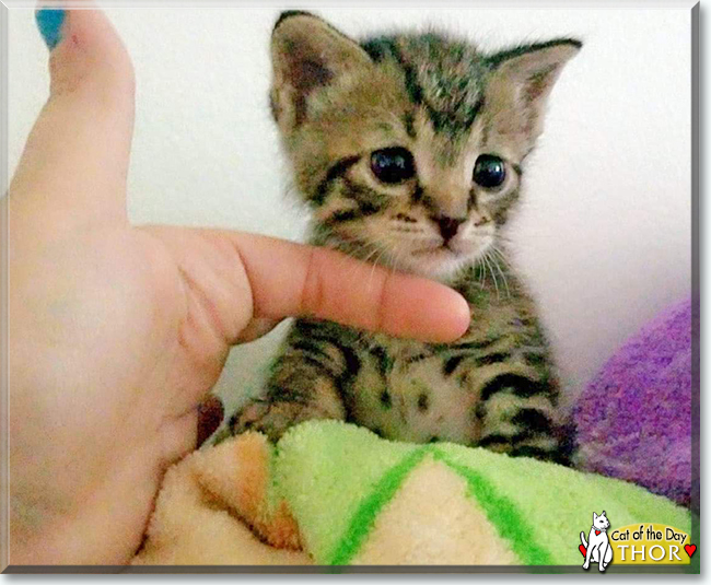 Thor the Tabby, the Cat of the Day