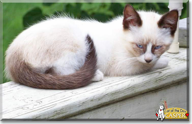 Casper the Siamese mix, the Cat of the Day