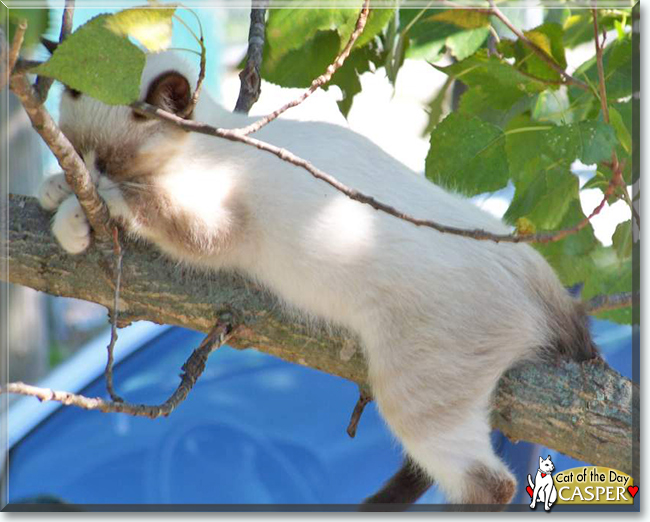 Casper the Siamese mix, the Cat of the Day