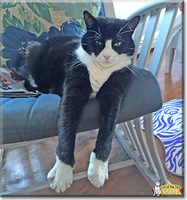 Sassy the Tuxedo Cat, the Cat of the Day