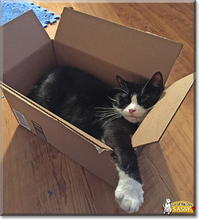 Sassy the Tuxedo Cat, the Cat of the Day