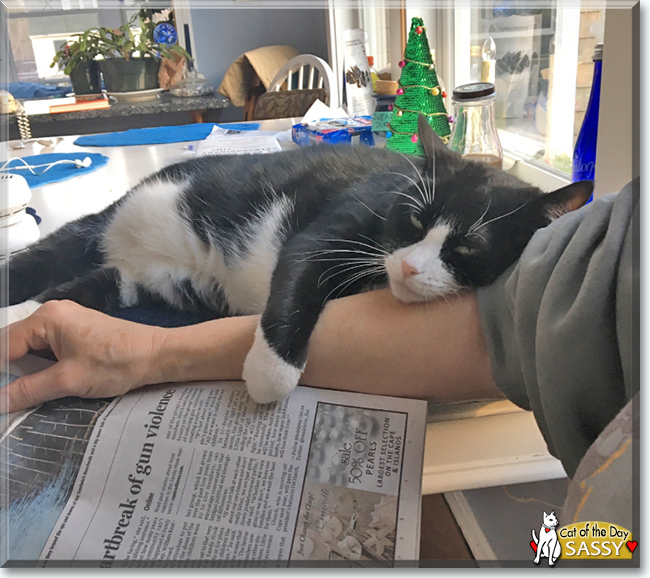 Sassy the Tuxedo Cat, the Cat of the Day