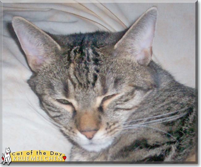 Kruemelchen the European Shorthair, the Cat of the Day