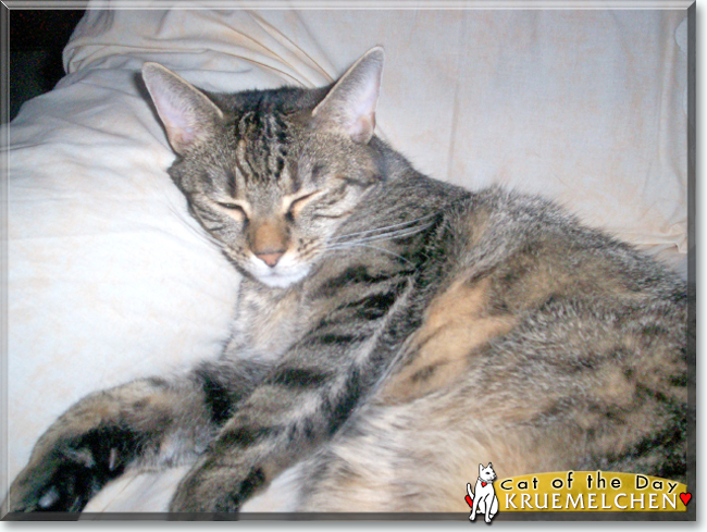 Kruemelchen the European Shorthair, the Cat of the Day