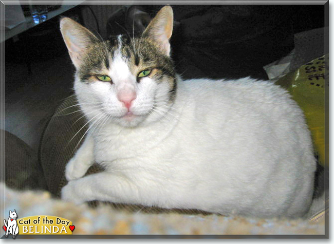 Belinda the European Shorthair, the Cat of the Day