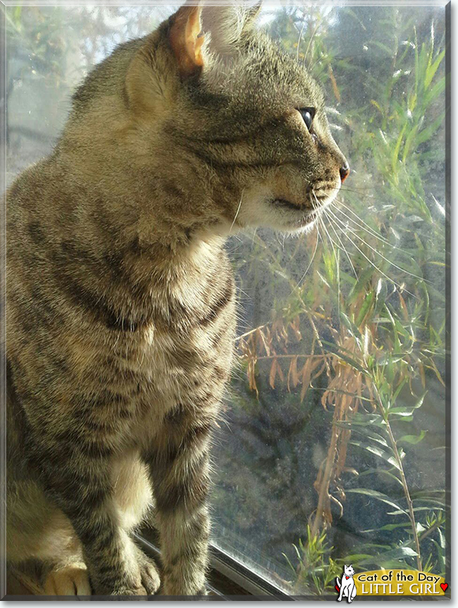 Little Girl the Tabby, the Cat of the Day