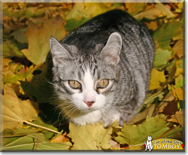 Tomboy the Tabby mix, the Cat of the Day