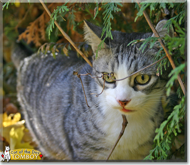 Tomboy the Tabby mix, the Cat of the Day