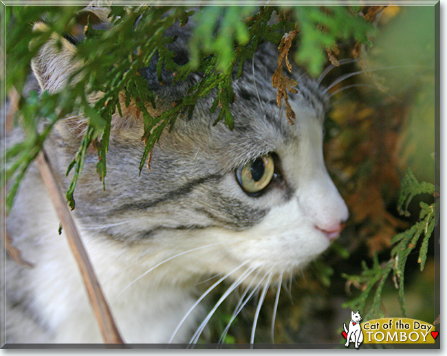 Tomboy the Tabby mix, the Cat of the Day