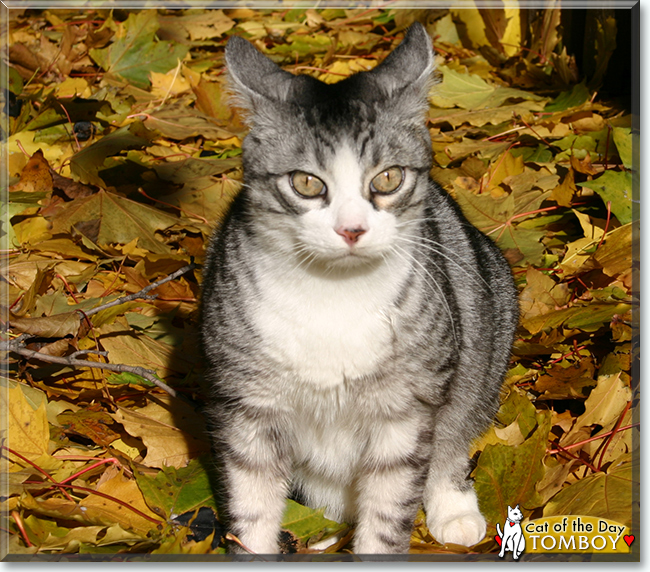 Tomboy the Tabby mix, the Cat of the Day